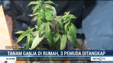 Tanam Ganja di Rumah, 3 Pemuda Ditangkap Polisi