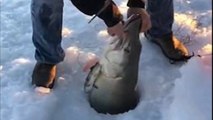 Mille Lacs lake: Fisherman struggles to pull massive fish through hole in the ice