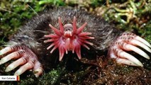 This Bizarre Star-Nosed Mole Is The World's Fastest Eater