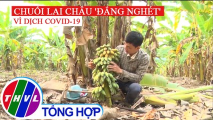 Hàng ngàn tấn chuối không thể xuất bán tại Lai Châu