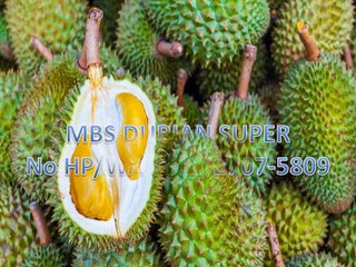 GROSIR, WA 0812-2707-5809, Bibit Durian Dataran Rendah Sulawesi Selatan