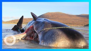 【海洋汚染】スコットランドの海岸に打ち上げられたマッコウクジラ 胃の中から100キロのゴミ- トモニュース