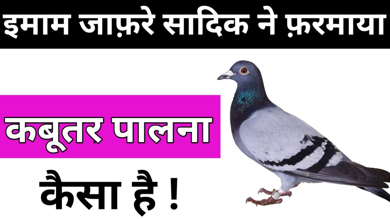 Ghar Mein Kabutar Palna Kaisa Hai l Hazrat Imam Ali as Quol l Khabuter l Dove