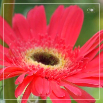 Apa Saja Sih Kebaikan Bunga-bunga Cantik Ini?