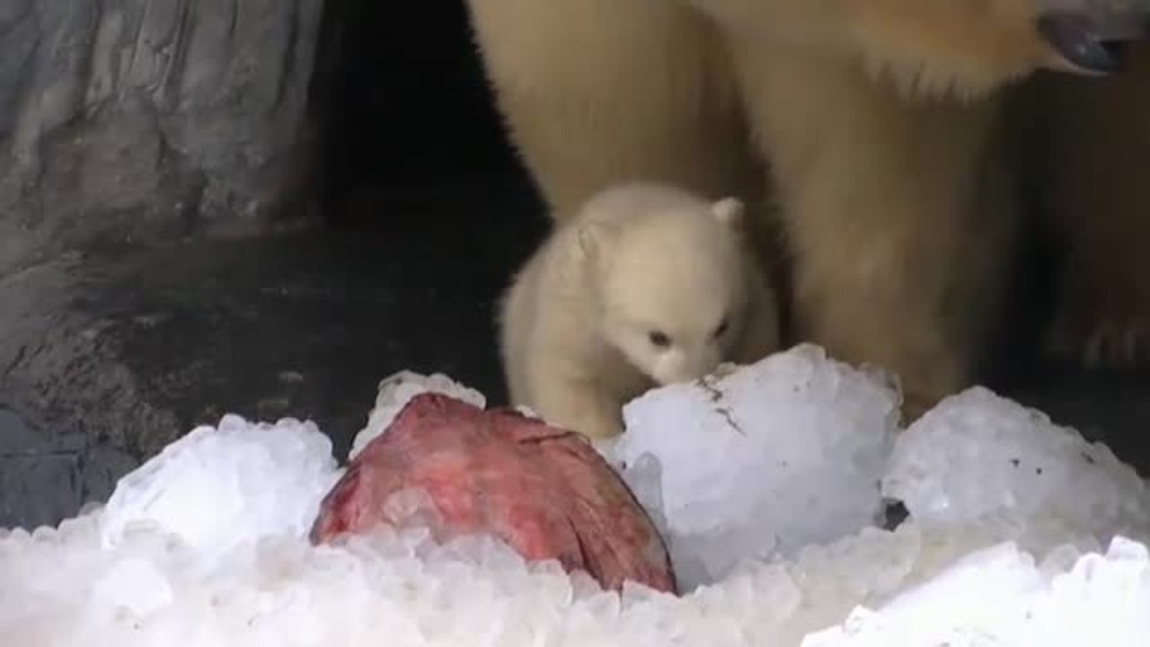 Un cachorro de oso polar, estrella indiscutible...