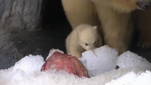 Un cachorro de oso polar, estrella indiscutible del zoo dee Copenhague