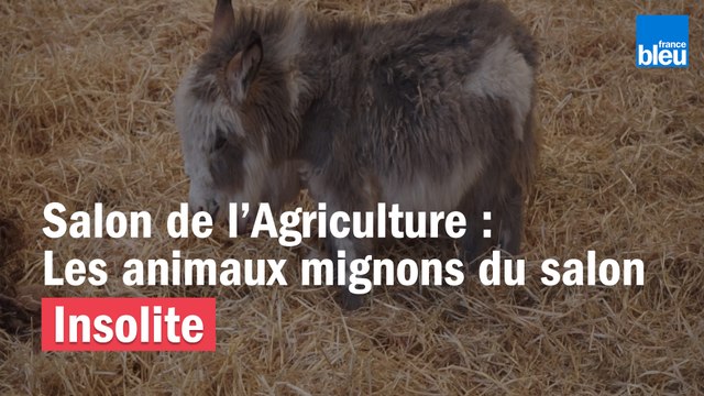 Les animaux mignons du Salon de l'agriculture