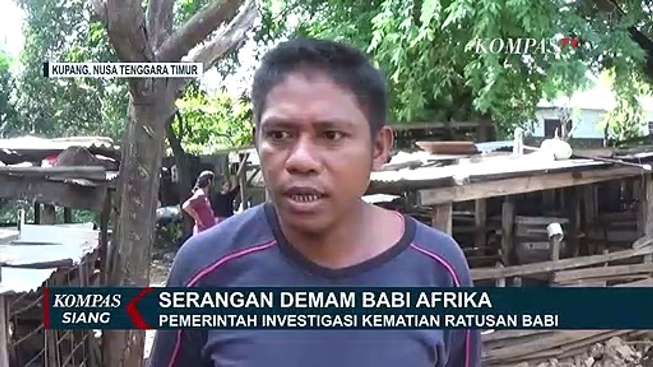 Serangan Demam Babi Afrika 221 Babi Mati Mendadak