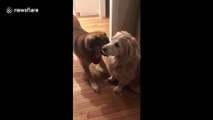 Pampered dog greeted by an ecstatic friend after grooming session