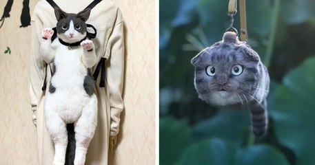 Sac-chat : cette tendance japonaise risque de vous surprendre