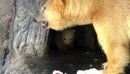 Un cachorro de oso polar, estrella indiscutible del zoo de Copenhague