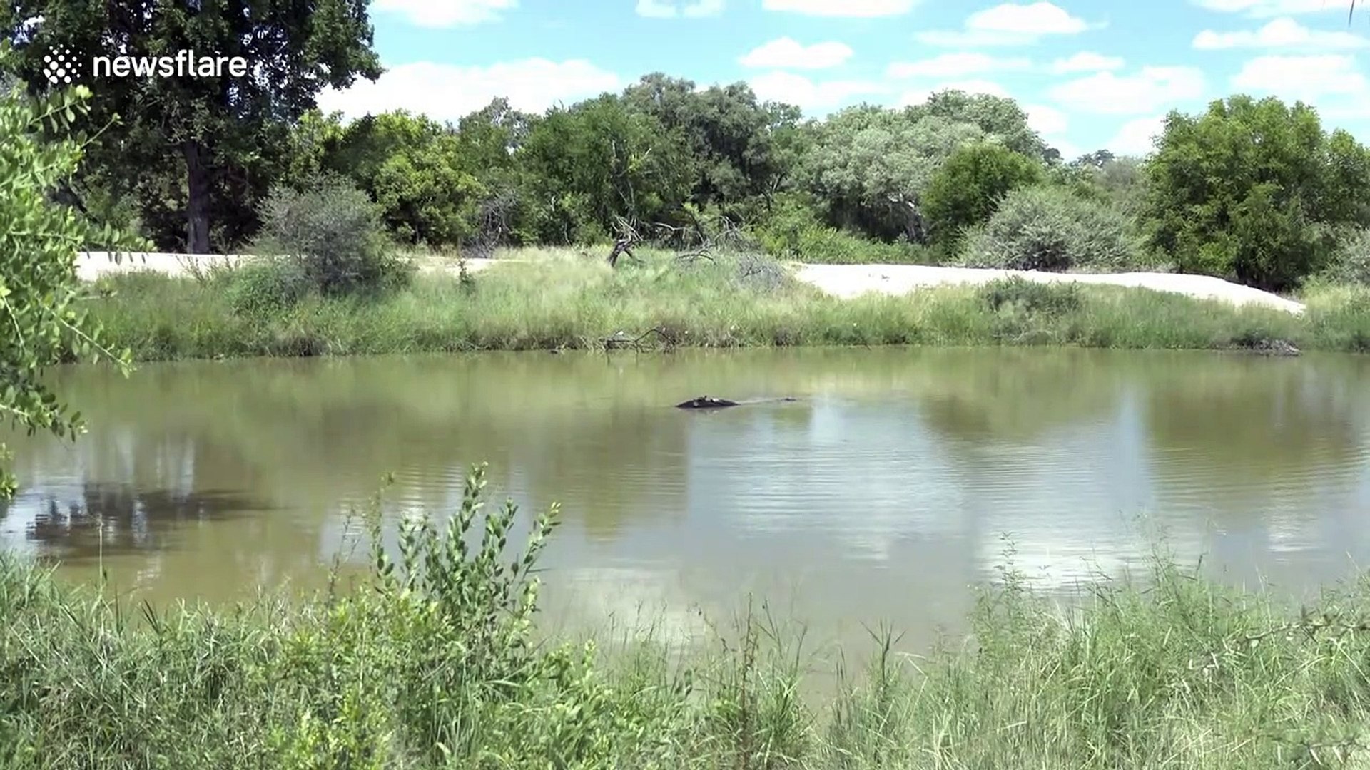 Hippopotamus washes turtles off its back before performing territorial poo flicking