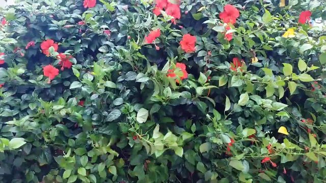 दुर्गा है मेरी माँ - (भाग - १) जगत जननी जगदम्बा के दिव्य स्वरूप का अद्भभुत वर्णन...