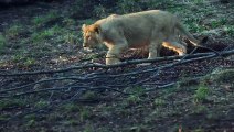 Adorable video shows Edinburgh Zoo's 6-month-old lion cubs playing and frolicking outdoors