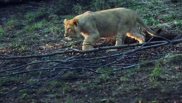 Adorable video shows Edinburgh Zoo's 6-month-old lion cubs playing and frolicking outdoors
