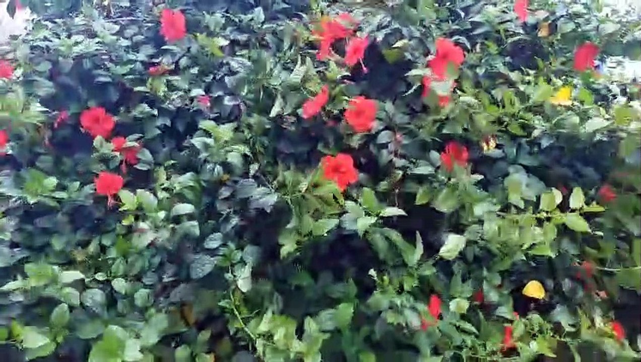 दुर्गा है मेरी मांँ - (भाग २) जगत जननी जगदम्बा के दिव्य स्वरूप का अद्भभुत वर्णन...