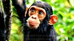 How similar am I genetically to a chimpanzee, a fruit fly, my pet dog, my pet cat, a banana? | Mohit Ranglani films
