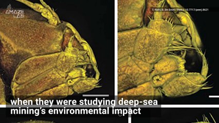 Gnarly New Deep-Sea Creature Named After Metallica