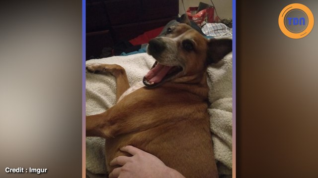 Ce chien “alcoolique” a réussi à stoper l’alcool grâce à son nouveau maître