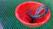 Easy Snake Trap - Build Underground Python Snake Trap With Iron mesh-- & Plastic Basket