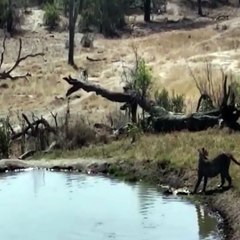 Leopard teach Gazelle baby to Walk and Play then Attack and Kills