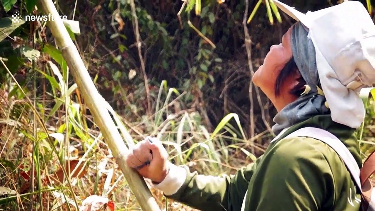 Thai farmers resort to collecting ant eggs to sell after land is ravaged by drought