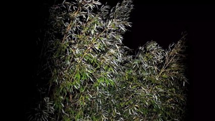 Anne-Lise Voisin, Rafales à 90 km/h, vidéo, 1min 30.