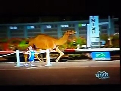 Course de nains contre un chameau... à la TV !