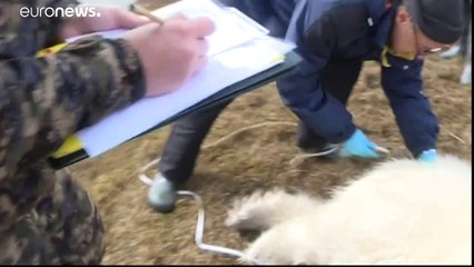 Megszámolják az orosz tájakon élő jegesmedvéket