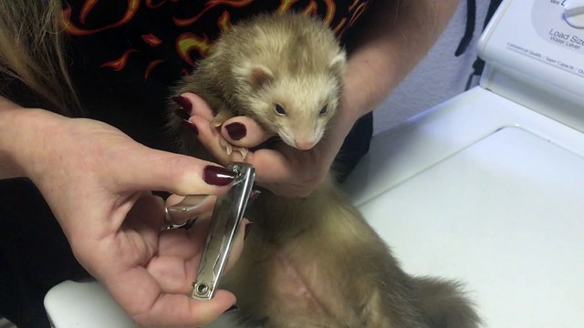 FERRETS GENERAL CARE