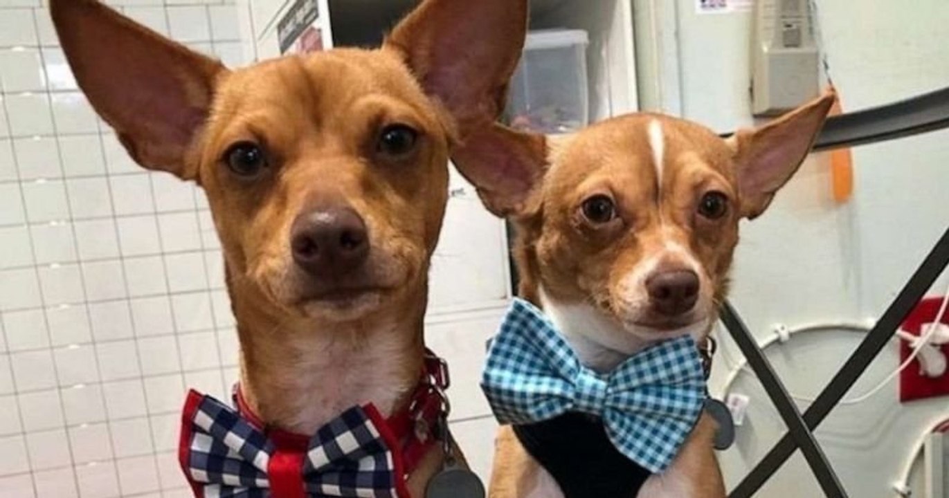 Aux États-Unis, un adolescent coud des noeuds de papillon pour aider les chiens à se faire adopter