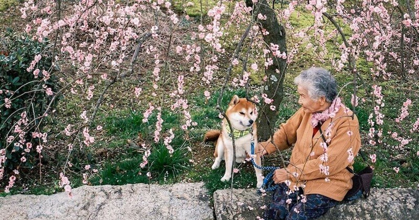 Il prend des photos magnifiques de sa grand-mère en compagnie de son Shiba Inu
