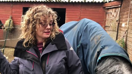 Horses 'put in danger' by Stubbington Bypass work