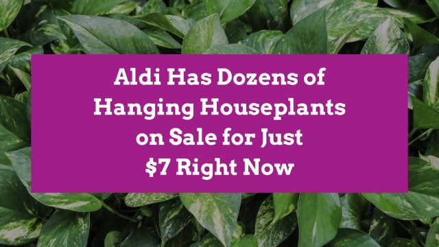 Aldi Has Dozens of Hanging Houseplants on Sale for Just $7 Right Now