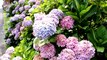 4K HDR Video - Beautiful Hydrangea Flowers And NAN LIANG GARDEN - YouTube