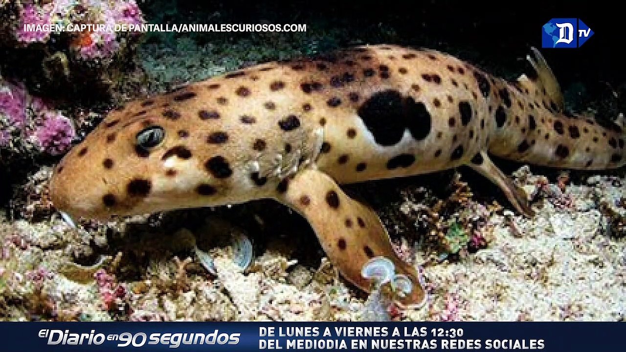 Científicos descubren 4 especies de tiburones que caminan | La buena noticia