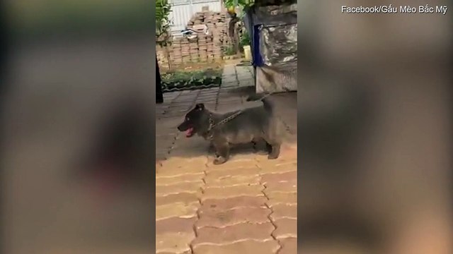 Cet animal mi chien mi chat est la nouvelle coqueluche des internautes