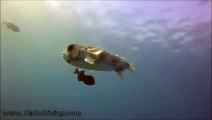 Ce poisson demande un calin à un plongeur