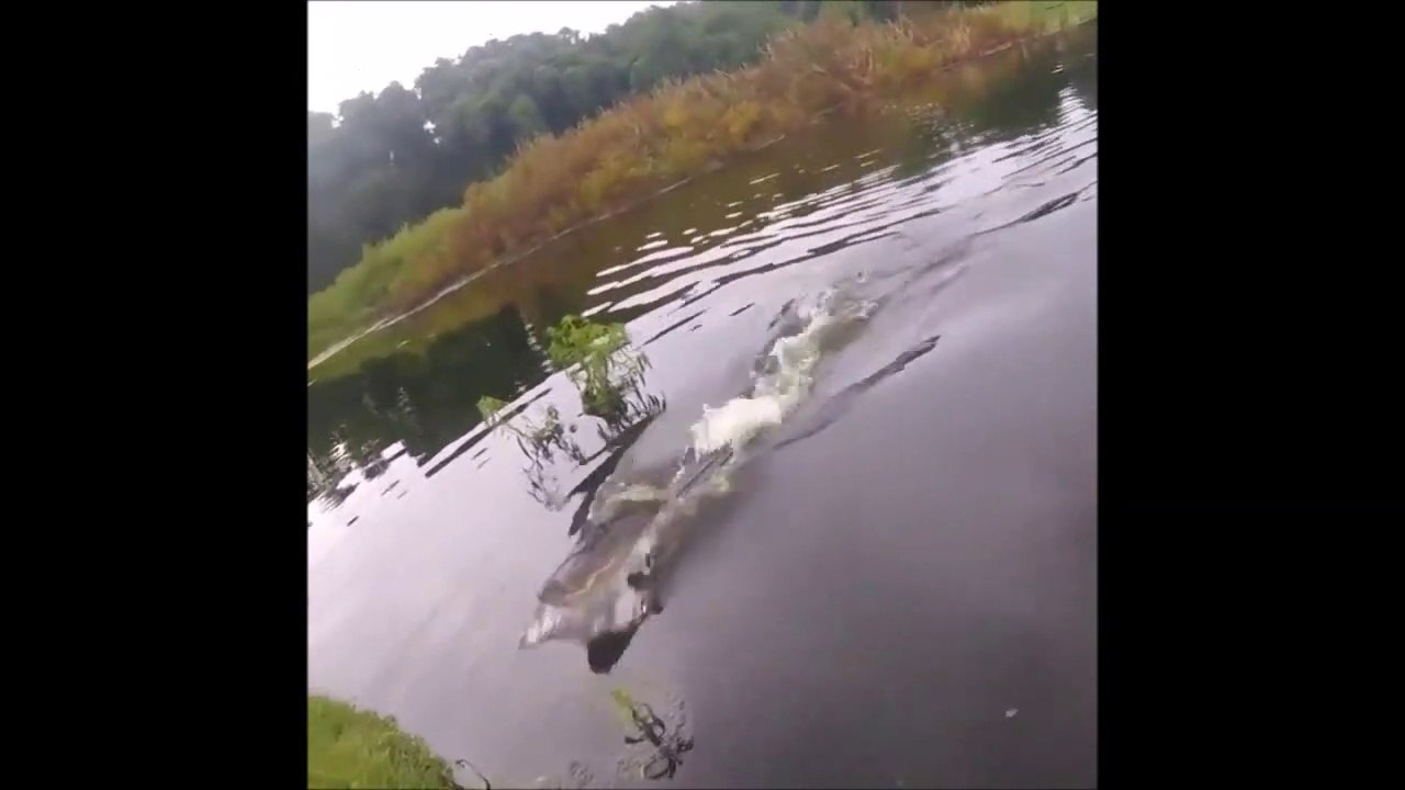 Un crocodile affamé sort de l'eau pour voler la prise de ce pecheur