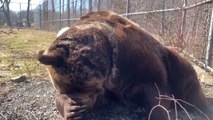 Cet ours énorme fait une petite sieste au soleil