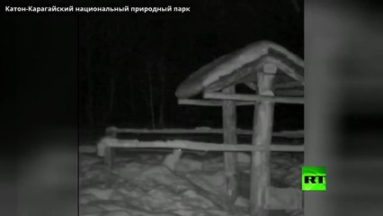 وبيقولوا على الجبان أرنب !.. مباراة ملاكمة تحت جنح الظلام