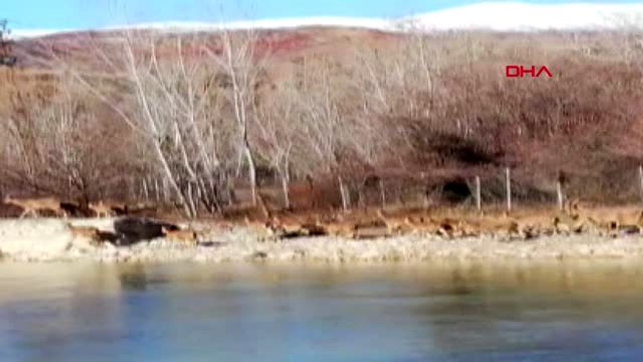 Tunceli'de dağ keçisi sürüsü ilçeye indi