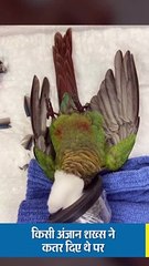 किसी ने तोते के पर कतरे तो डॉक्टर ने लगाए प्रोस्थेटिक पंख
