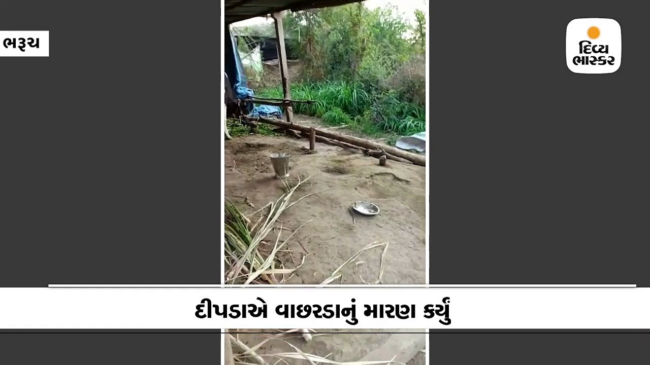 ભરૂચના સિધોત ગામમાં દીપડાએ વાછરડાનું મારણ કર્યું
