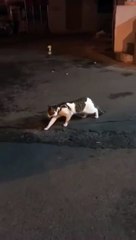 Dog doesnt let a fight break out between 2 cats Funny Video