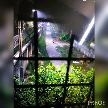 शाहजहांपुरः ऑर्डिनेंस क्लॉथिंग फैक्ट्री में घुसा तेंदुआ, इलाके में मचा हड़कंप