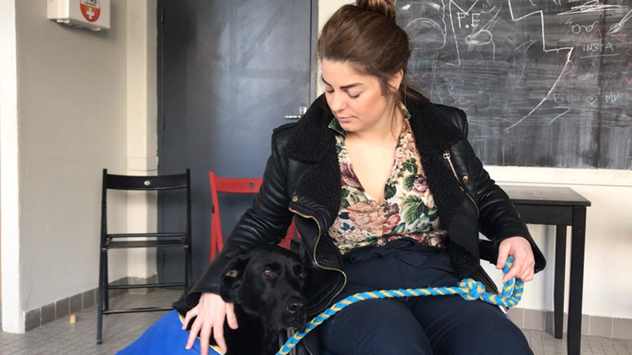 De futurs chiens d'assistance sont éduqués par des familles d'accueil de Handi chiens 35