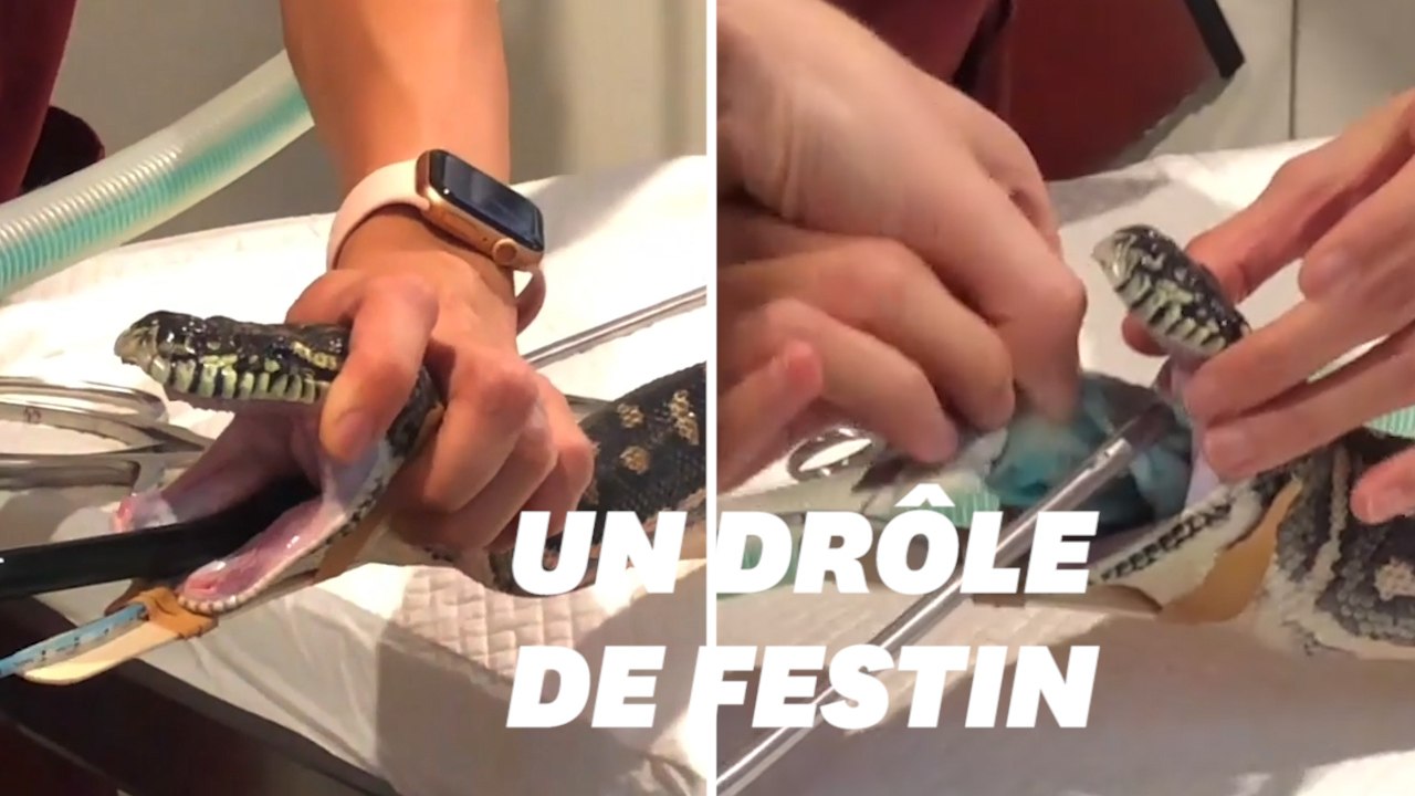 Vous ne devinerez jamais ce que ce python a mangé