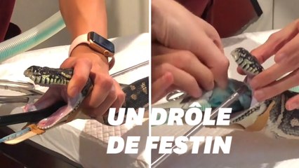 Vous ne devinerez jamais ce que ce python a mangé