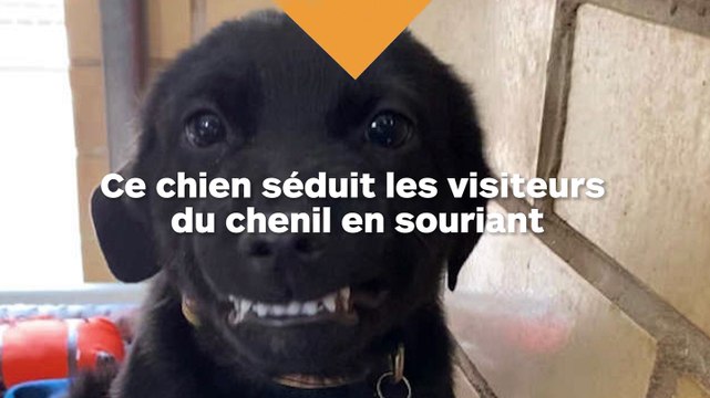 Ce chien sourit pour séduire les visiteurs du chenil